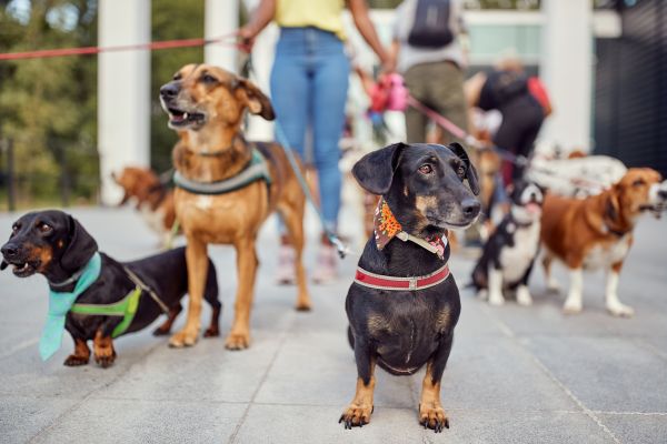 San Francisco Pets