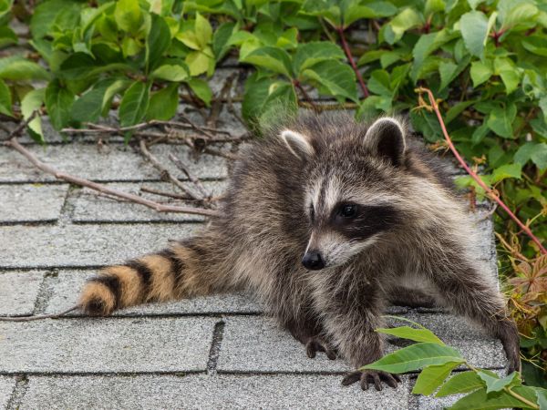 San Francisco Wildlife Removal