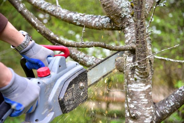 San Francisco Tree Trimming