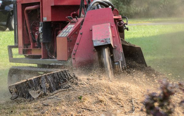 San Francisco Tree Removal