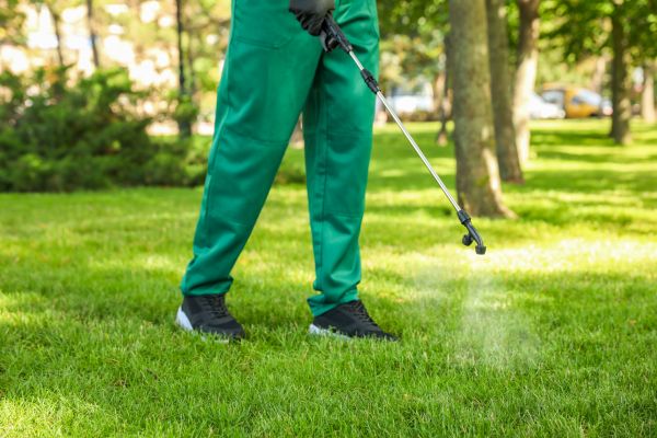 San Francisco Lawn Treatment